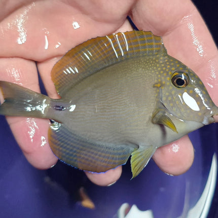 Acanthurus maculiceps M/L