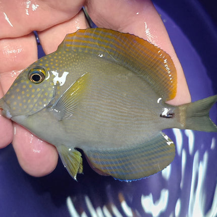 Acanthurus maculiceps M/L