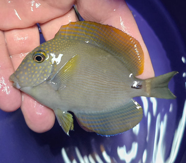 Acanthurus maculiceps M/L