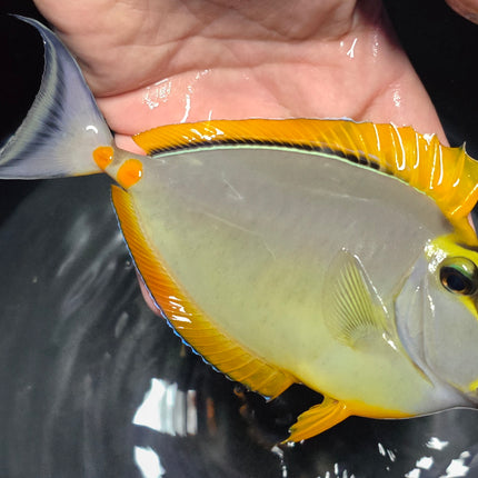 Naso elegans XL