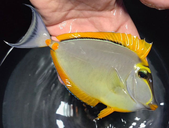 Naso elegans XL
