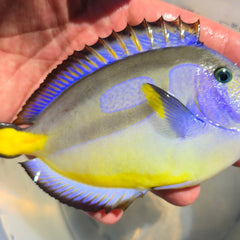 Collection image for: Tang fish