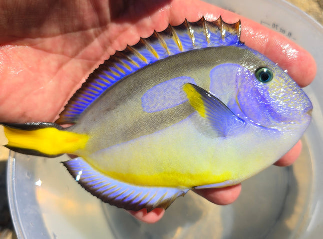 Paracanthurus hepatus Yellow belly- Madagascar - L