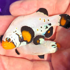 Collection image for: Clownfish