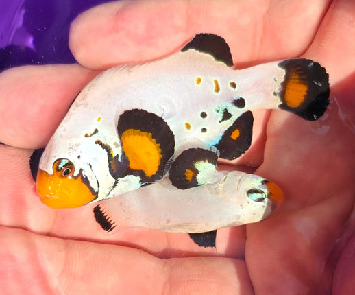 Amphiprion Occelaris Designer Pair Salvador Dali - XL