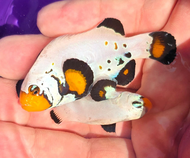 Amphiprion Occelaris Designer Pair Salvador Dali - XL