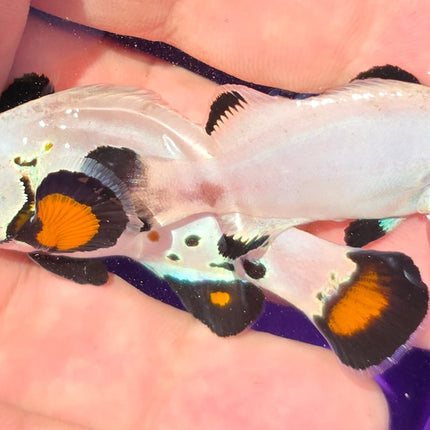 Amphiprion Occelaris Designer Pair Salvador Dali - XL