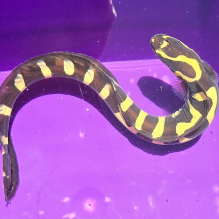Pholidichthys leucotaenia L