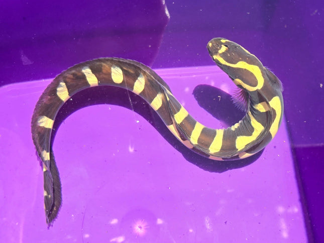 Pholidichthys leucotaenia L