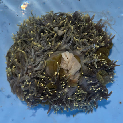 Heteractis Magnifica Green Yellow Tip - L