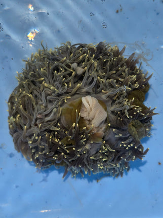 Heteractis Magnifica Green Yellow Tip - L