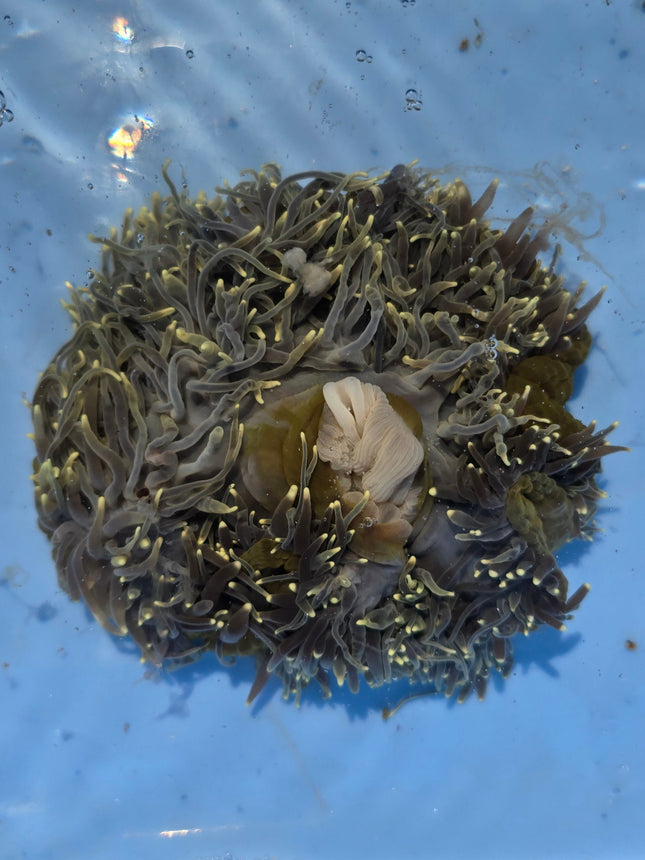 Heteractis Magnifica Green Yellow Tip - L