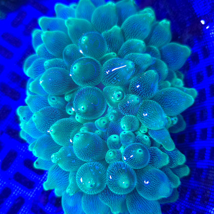 Entacmaea quadricolor electric gereen - RARE M\L