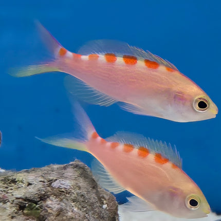 Pseudanthias flavoguttatus - M\L