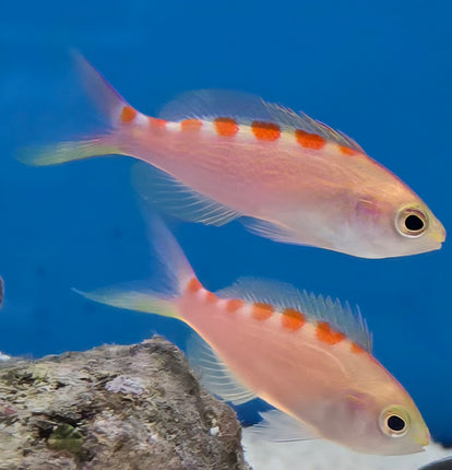 Pseudanthias flavoguttatus - M\L