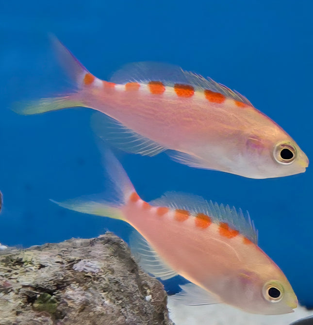 Pseudanthias flavoguttatus - M\L