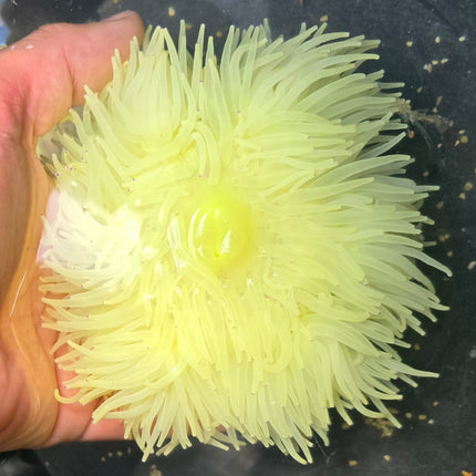 Heteractis crispa  citron - Ultra Rare  XXL