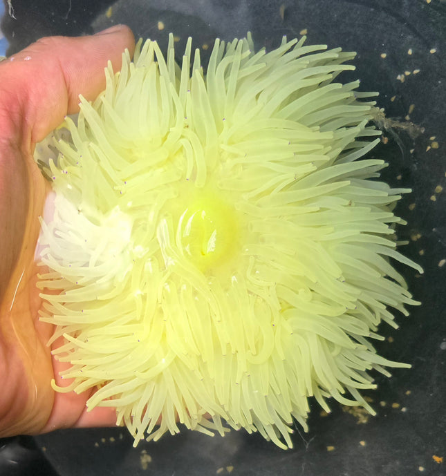 Heteractis crispa  citron - Ultra Rare  XXL