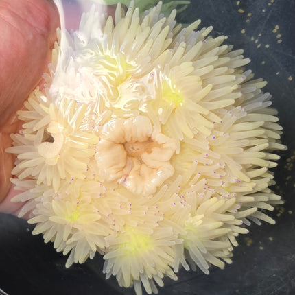 Heteractis crispa blue tip XXL