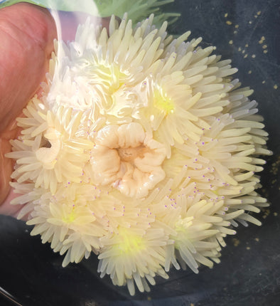 Heteractis crispa blue tip XXL