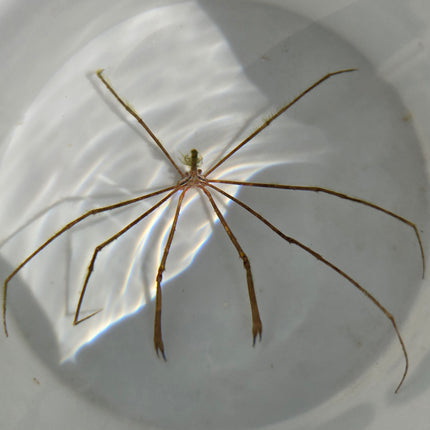 Stenorhynchus  seticornis M\L