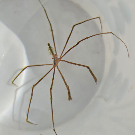 Stenorhynchus  seticornis M\L