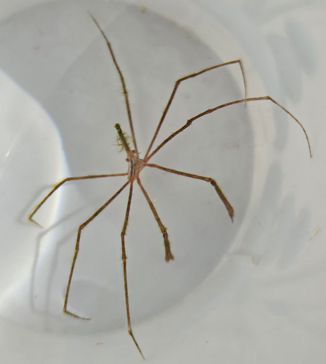 Stenorhynchus  seticornis M\L