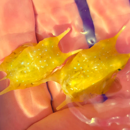 Lactoria cornuta - M