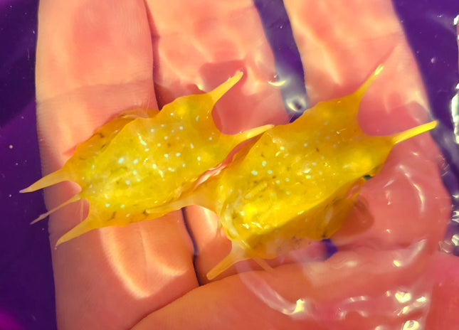 Lactoria cornuta - M