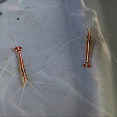 Collection image for: Shrimps