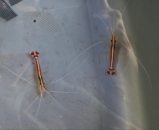 Lysmata amboinensis -XL