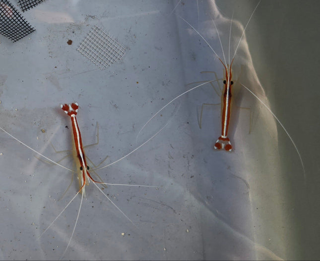 Lysmata amboinensis -L