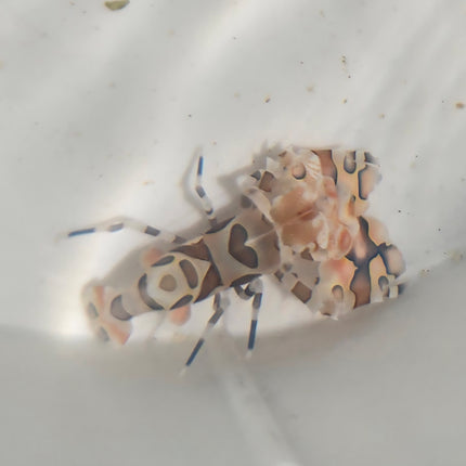 Hymenocera picta -  XL, Pair