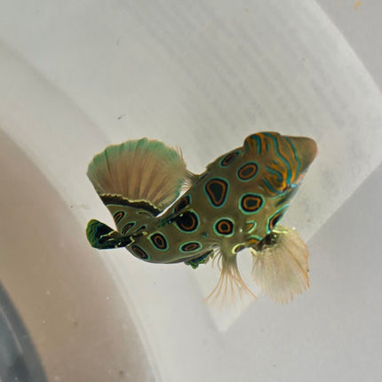 Synchiropus picturatus L