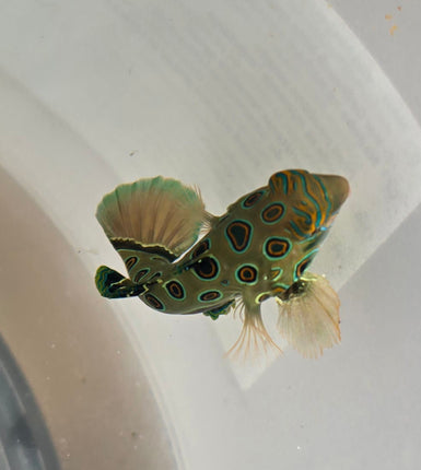 Synchiropus picturatus L