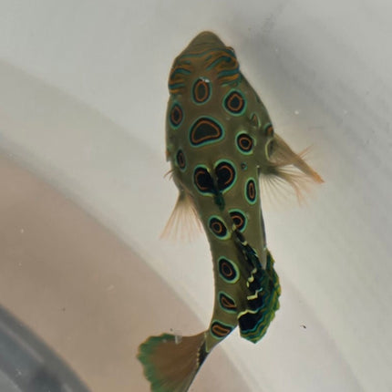 Synchiropus picturatus L