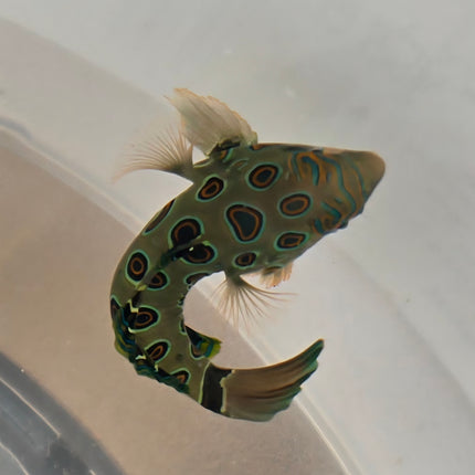 Synchiropus picturatus L