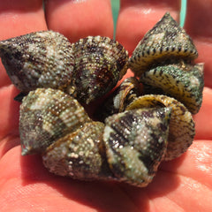 Collection image for: Snails