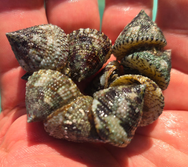 Trochus maculatus- M