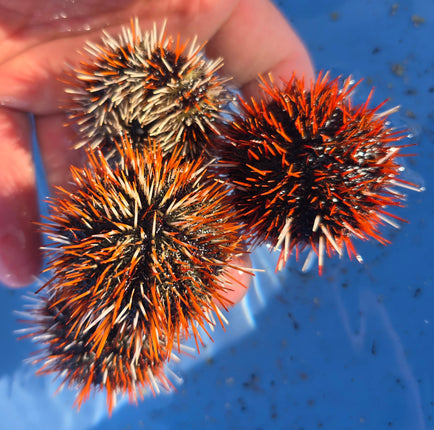 Tripneustes gratilla - special selection M