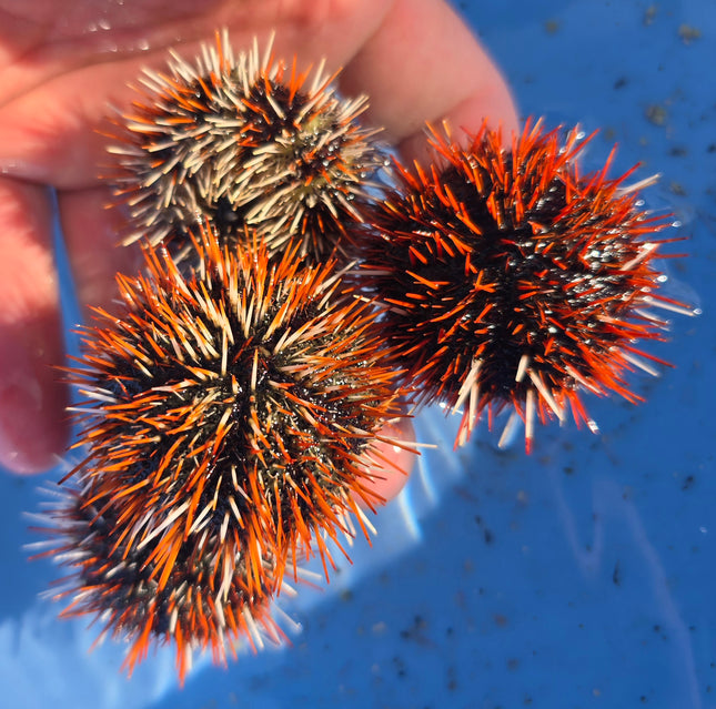 Tripneustes gratilla - special selection M