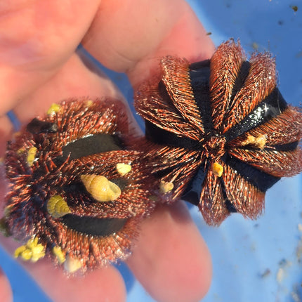 Mespilia globulus blue/red  - M