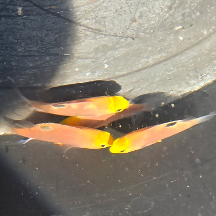 Chrysiptera talboti M