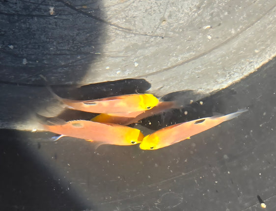 Chrysiptera talboti M