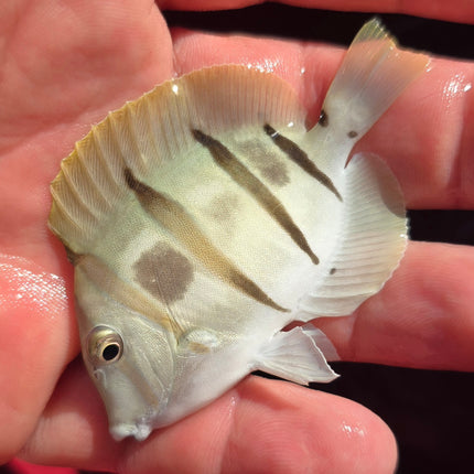 Acanthurus triostegus M