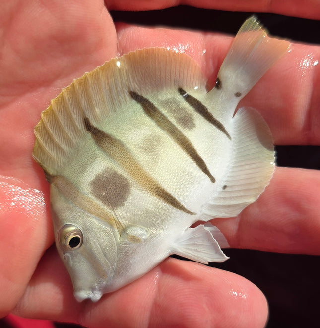 Acanthurus triostegus M