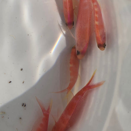 Pseudanthias flavoguttatus - M\L