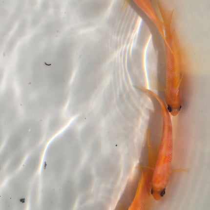 Pseudanthias squamipinis L