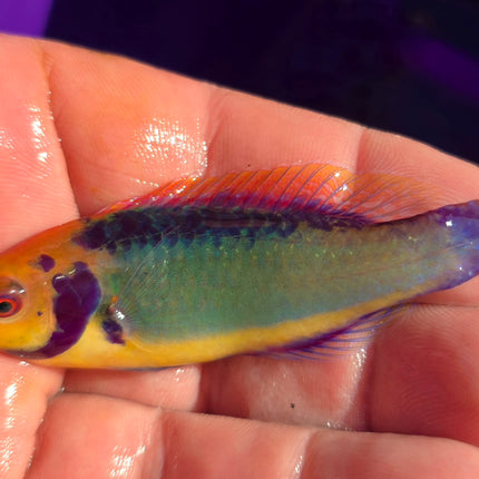 Cirrhilabrus solorensis L