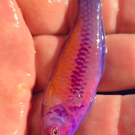 Cirrhilaburus aurantidorsalis  RARE L